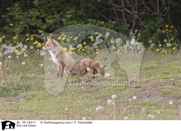 Ezo red foxes / FF-14011