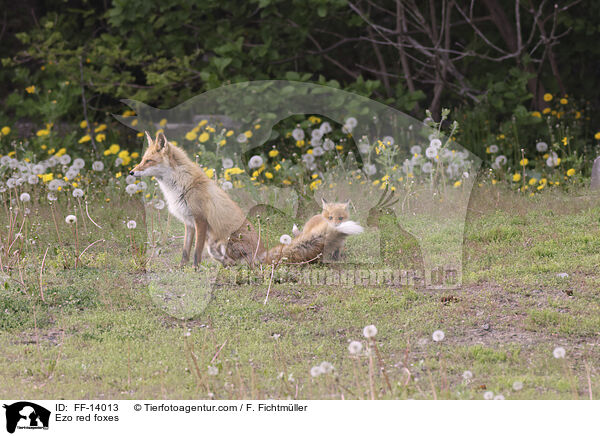 Ezo red foxes / FF-14013