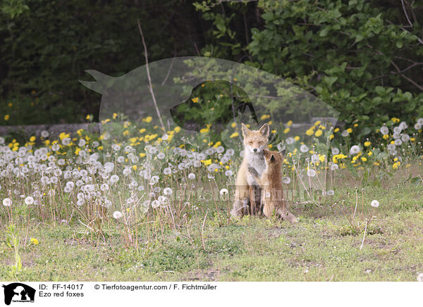 Ezo red foxes / FF-14017