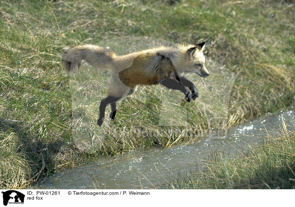 red fox / PW-01261
