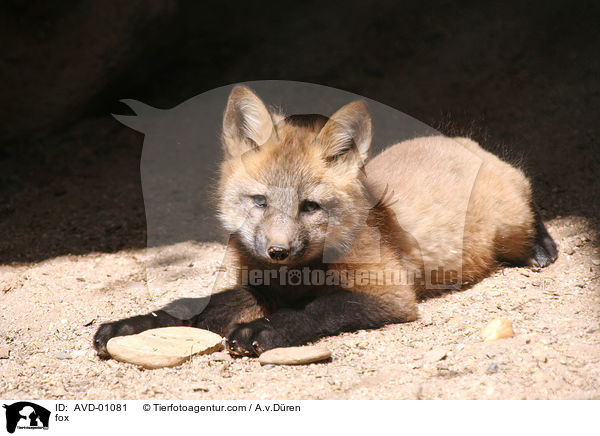 fox / AVD-01081