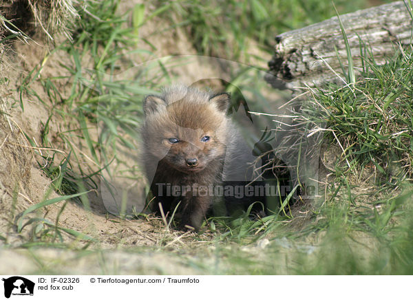 red fox cub / IF-02326