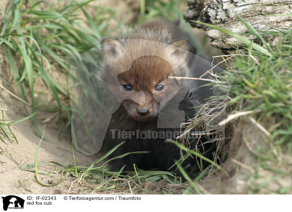 red fox cub / IF-02343