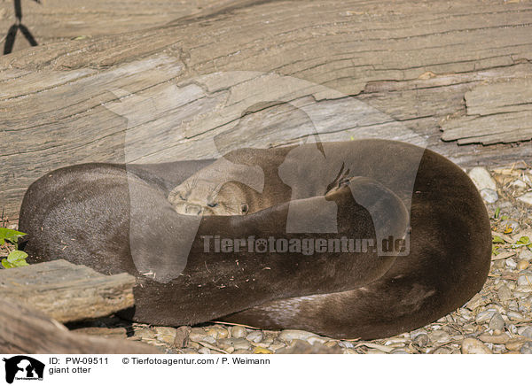 giant otter / PW-09511