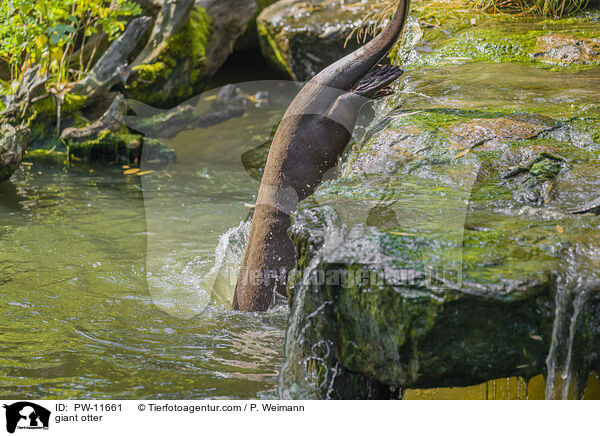giant otter / PW-11661