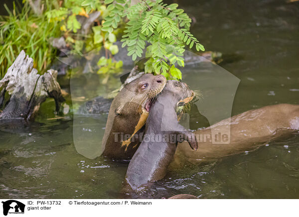 giant otter / PW-13732