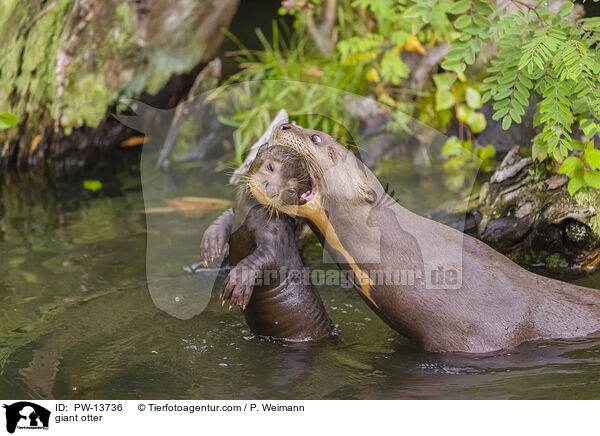 giant otter / PW-13736