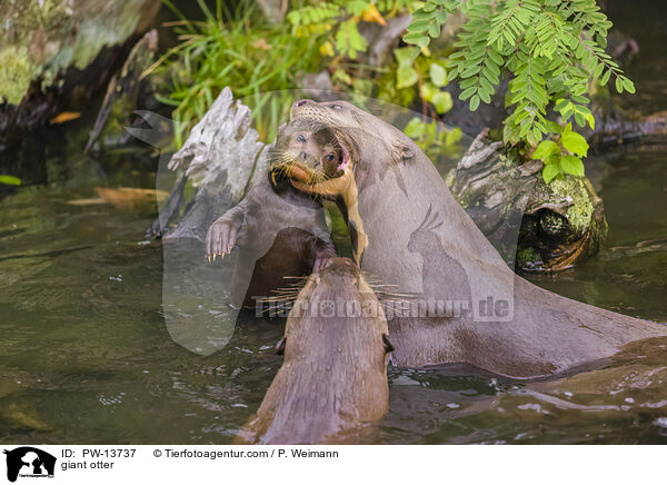 giant otter / PW-13737