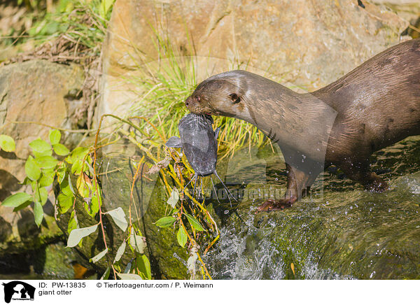 giant otter / PW-13835
