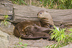 giant otter