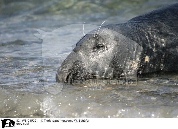 grey seal / WS-01522