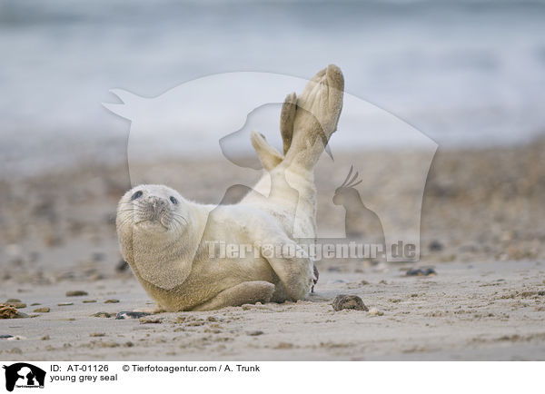 junge Kegelrobbe / young grey seal / AT-01126