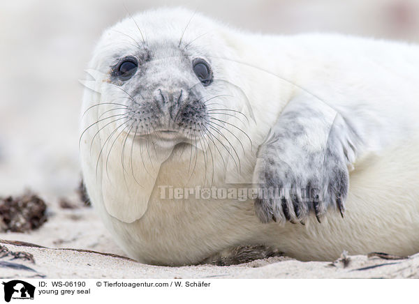 young grey seal / WS-06190