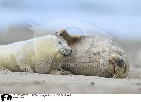 Kegelrobben / grey seals / DV-03230