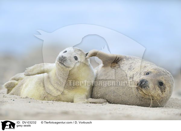 grey seals / DV-03232