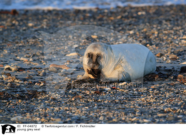 junge Kegelrobbe / young grey seal / FF-04872