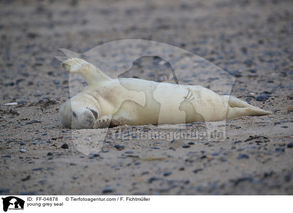 junge Kegelrobbe / young grey seal / FF-04878