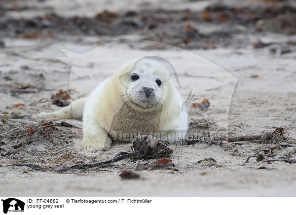 junge Kegelrobbe / young grey seal / FF-04882