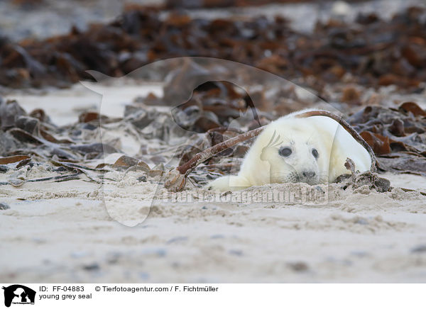 junge Kegelrobbe / young grey seal / FF-04883