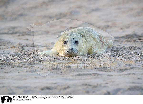 junge Kegelrobbe / young grey seal / FF-04885