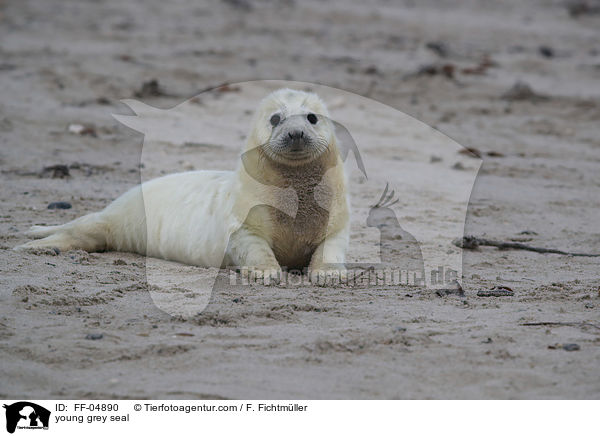 junge Kegelrobbe / young grey seal / FF-04890