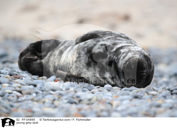 junge Kegelrobbe / young grey seal / FF-04895