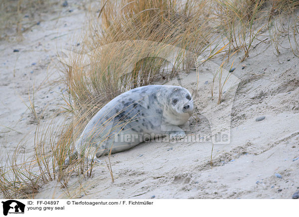 young grey seal / FF-04897