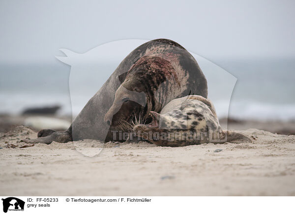 grey seals / FF-05233
