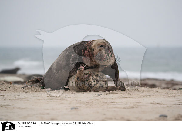 Kegelrobben / grey seals / FF-05236