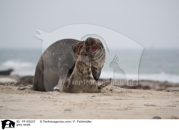 Kegelrobben / grey seals / FF-05237