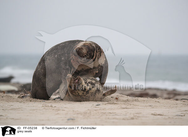 Kegelrobben / grey seals / FF-05238