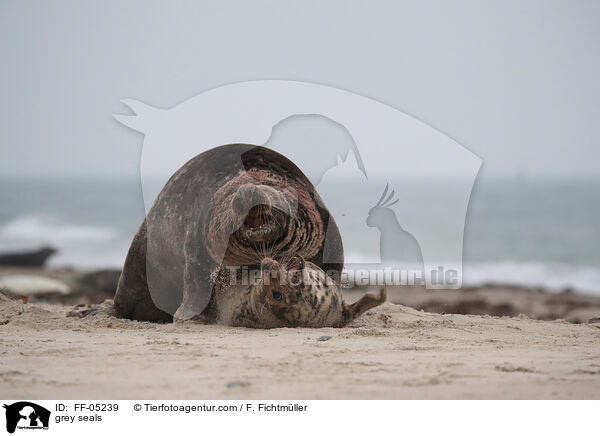 grey seals / FF-05239
