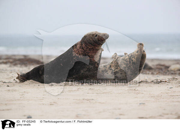 Kegelrobben / grey seals / FF-05245