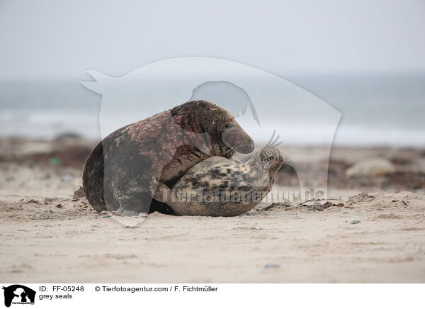 grey seals / FF-05248
