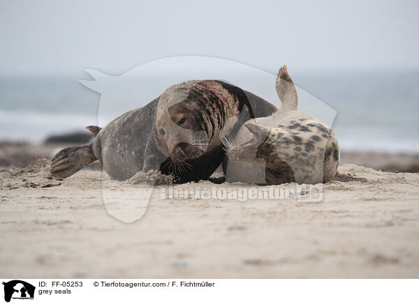 Kegelrobben / grey seals / FF-05253