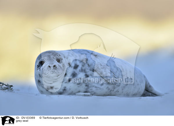 Kegelrobbe / grey seal / DV-03369