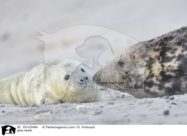 grey seals / DV-03494