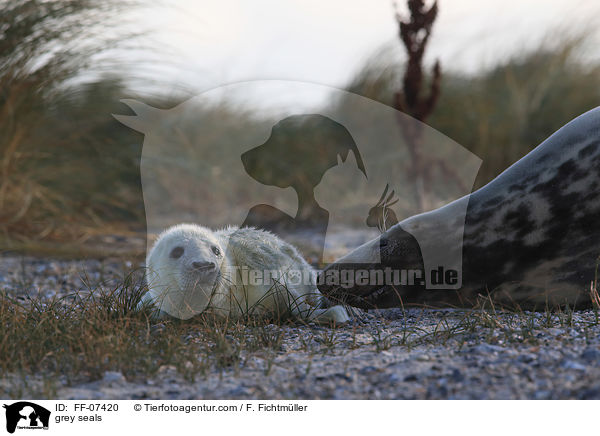 grey seals / FF-07420