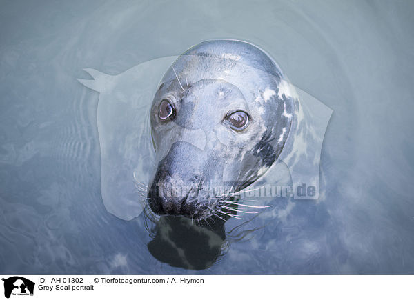 Grey Seal portrait / AH-01302
