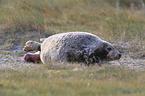 grey seals