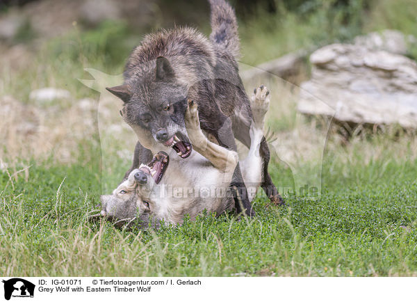 Grey Wolf with Eastern Timber Wolf / IG-01071