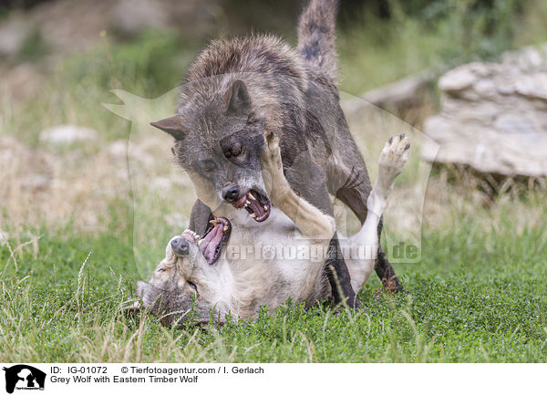 Grey Wolf with Eastern Timber Wolf / IG-01072