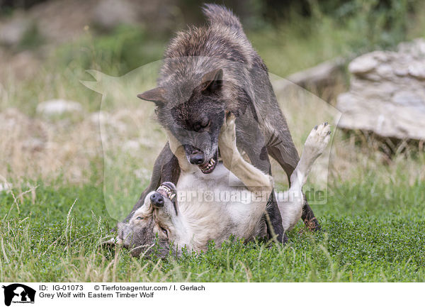 Grey Wolf with Eastern Timber Wolf / IG-01073