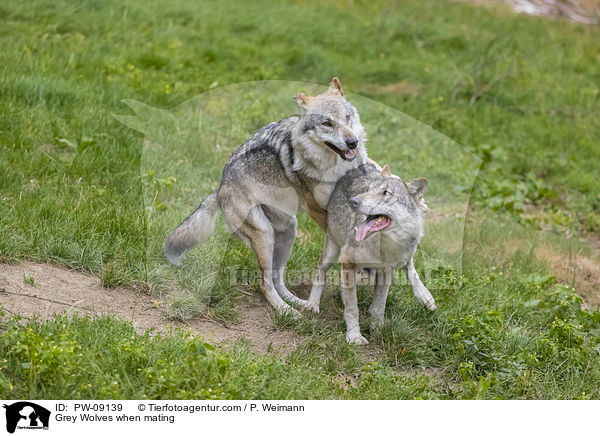 Grey Wolves when mating / PW-09139