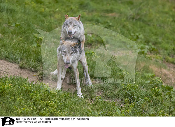 Grey Wolves when mating / PW-09140