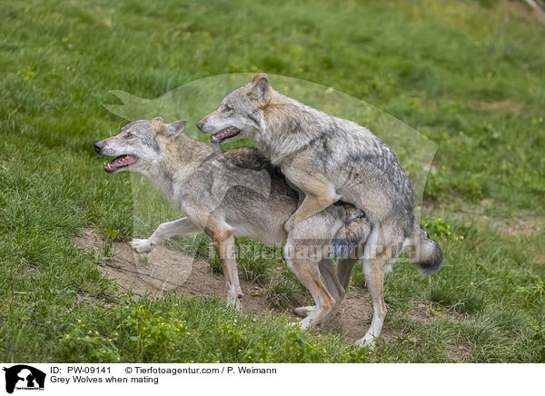 Grey Wolves when mating / PW-09141