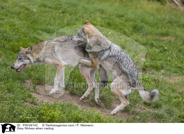 Grey Wolves when mating / PW-09142