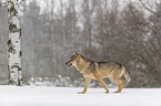 Wolf walks through the snow