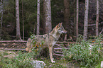 standing Grey Wolf