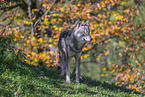 eurasian greywolf